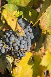 2022 Oct Zin
                        grapes