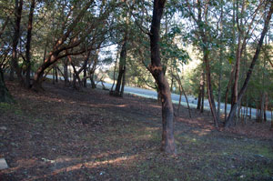 Wildland Fire
                      Defensible Space