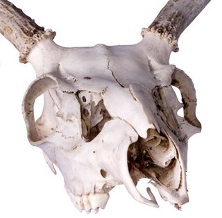 Deer Nose
single frame image