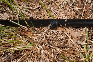 Orbit 62056 - 1 Dial Hose Faucet Timer with
                Brass Swivel