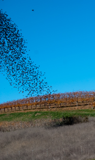 Birds
                Flocking over Vineyard 9 Dec 2011