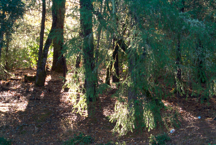 A Pattern Language # 238 "Filtered Light" CLICK
          ON IMAGE FOR MUCH LARGER VERSION