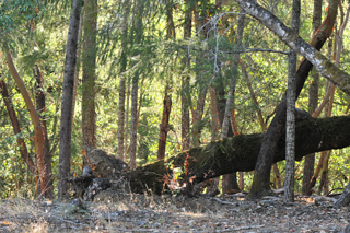 High Dynamic Range HDR
in Nikon D300s Active-D Lighting set to Extra High