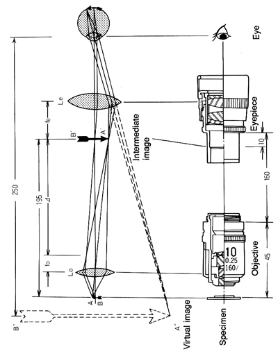 Nikon Microscope CF Optics, 160mm Tube Length,
                  45mm Parafocal Distance