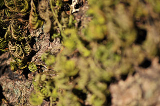 Last in Focus
Stacking Series