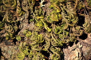 Stack of 6
Images to Improve depth of focus