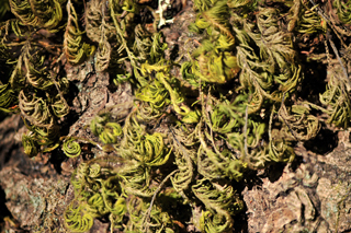 Stack of 6 Images
to Improve depth of focus