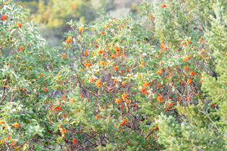 Nikon
                    300 mm f/2.8 Lens Amode f/5.6 1/80 Hand Held