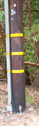 Telephone
                      Pole Maintenance