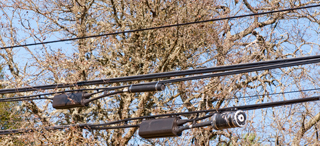 Brooke's Guide
                      to Utility Poles