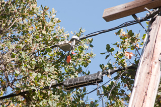 Brooke's Guide to Utility Poles