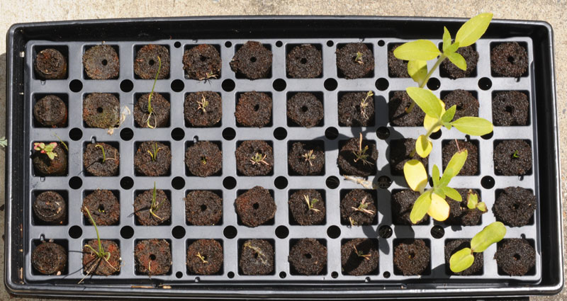 30 May 2010
                6 weeks after planting seeds