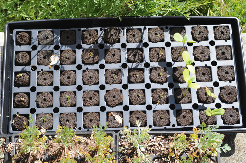 8 May 2010
                3 weeks after planting seeds