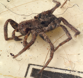 Focus Stack
36 Photos of Spider