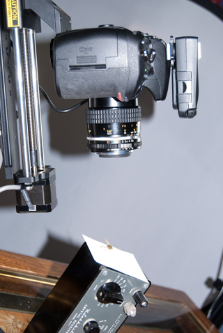 StackShot, D300s, 55mm Macro f/2.8 AiS Reversed,
Arri Tripod