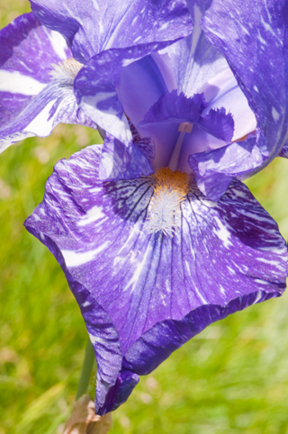 Ukiah
                        Garden Club 5 May 2012