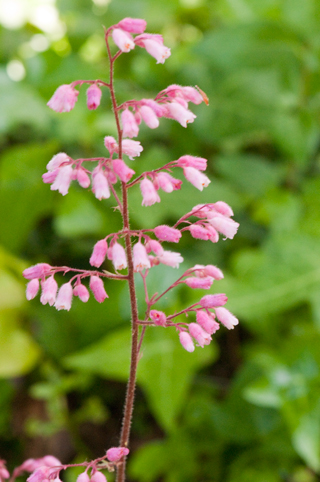 Ukiah
                        Garden Club 5 May 2012