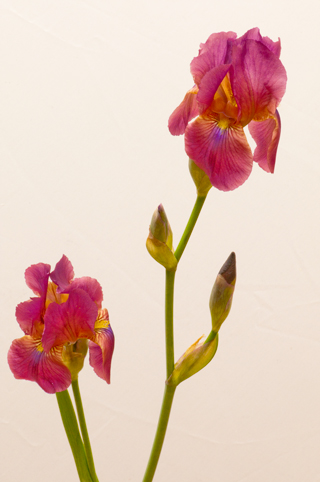 Ukiah
                        Garden Club 5 May 2012