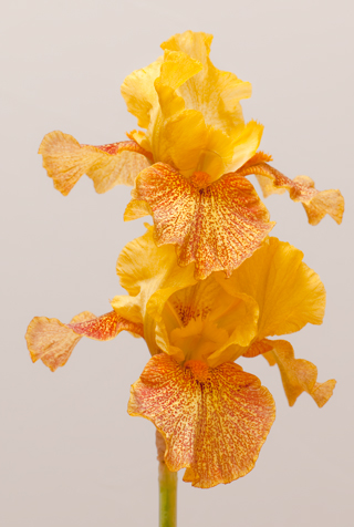 Ukiah Garden Club 5 May 2012