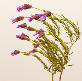 Ukiah Garden Club 5 May 2012