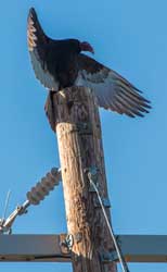 Vulture 2024 Jan 5 Noon Sunning