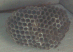 Last Year's now
                  empty Wasp Nest